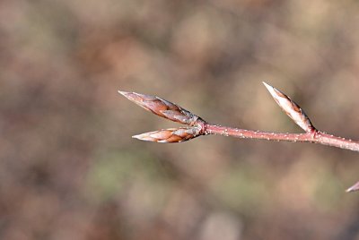 Fagus sylvatica 'Atropurpurea' - buk lesní - zimní pupeny